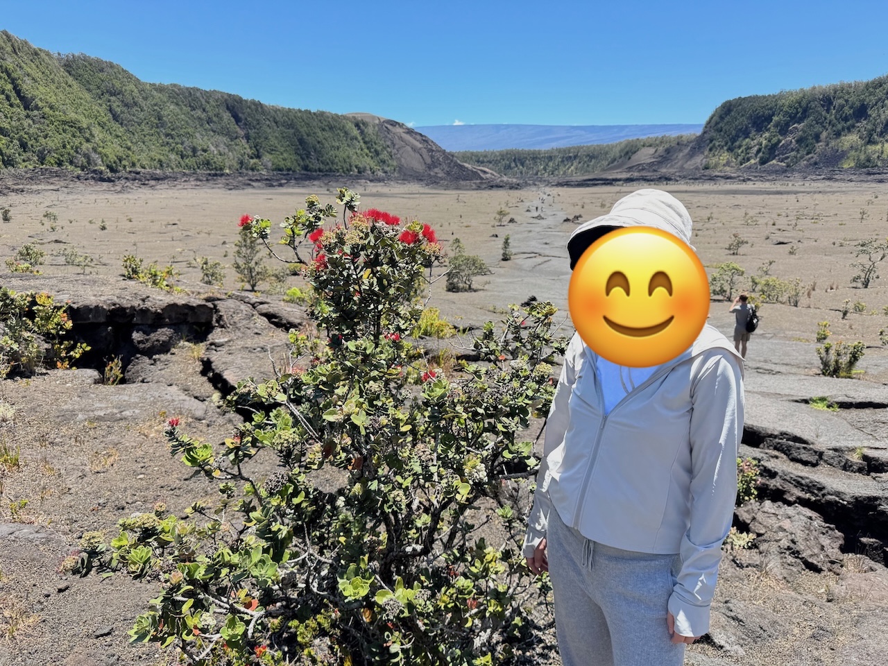 Kilauea lki Crater 火山口遗址上面的红色绒花植物